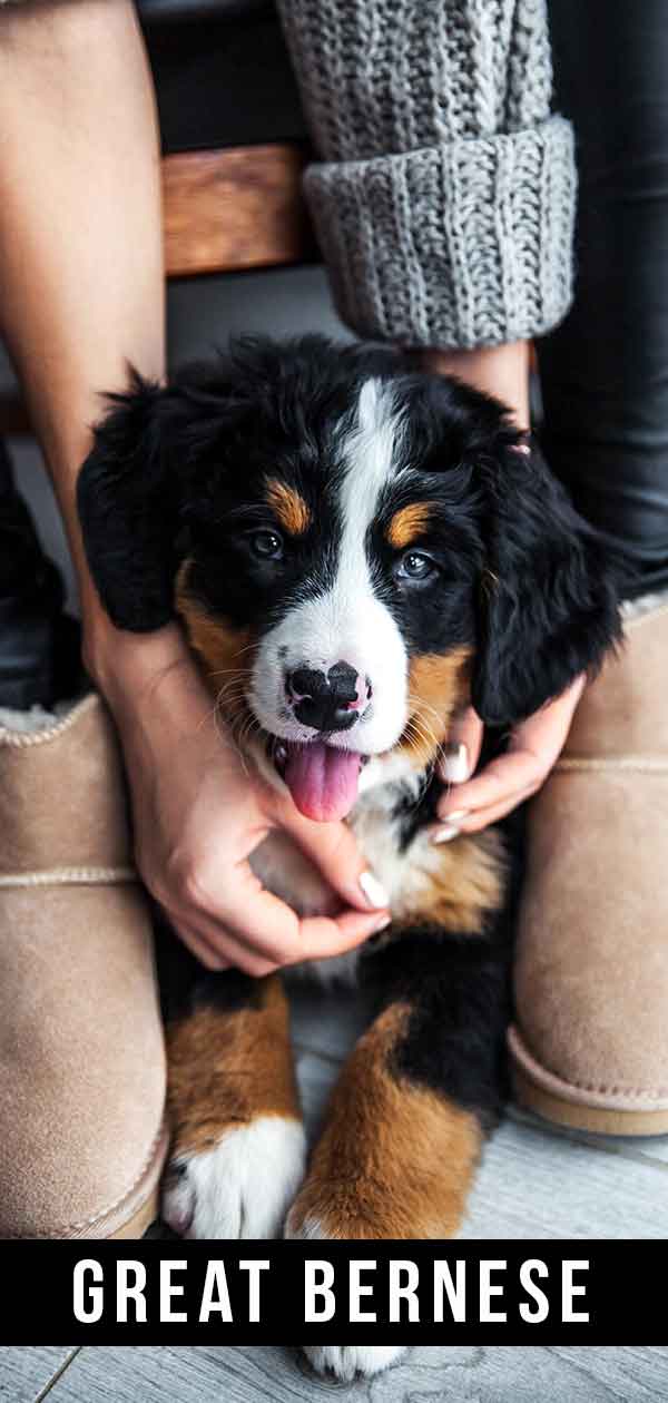 Great Bernese Your Great Pyrenees Bernese Mountain Dog Mix