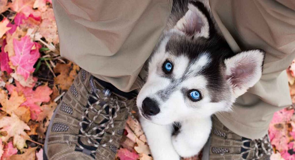 Are Siberian Huskies Color Blind