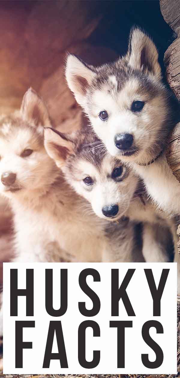 faits sur le husky