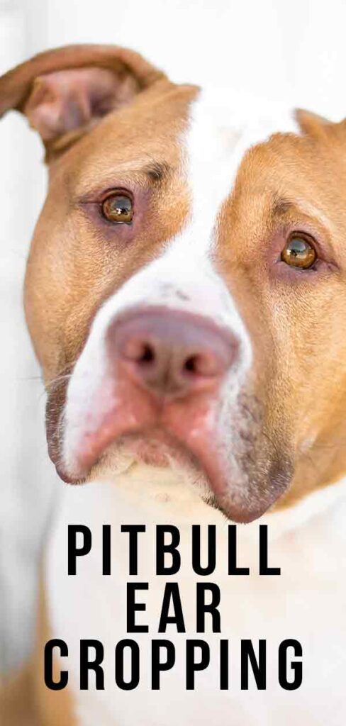 Pitbull Ear Cropping - Why Is It Done and Should It Be Stopped?