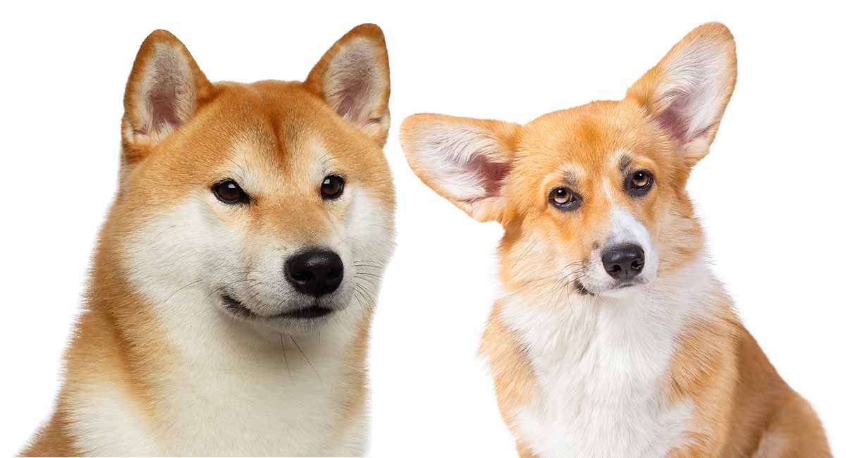 corgi and shiba inu