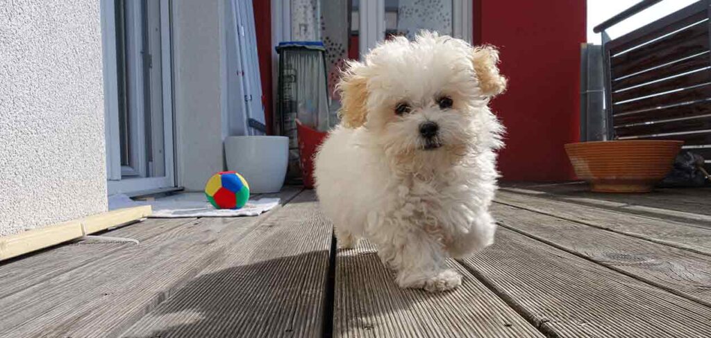 mini maltese poodle