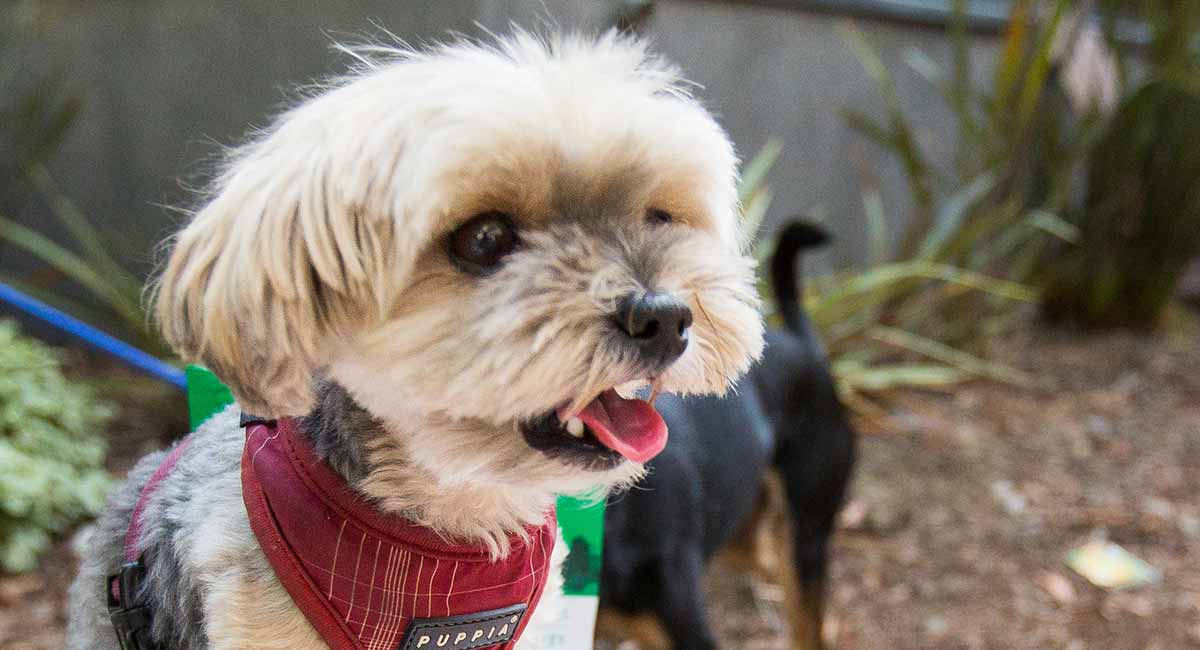 Teacup-Maltipoo