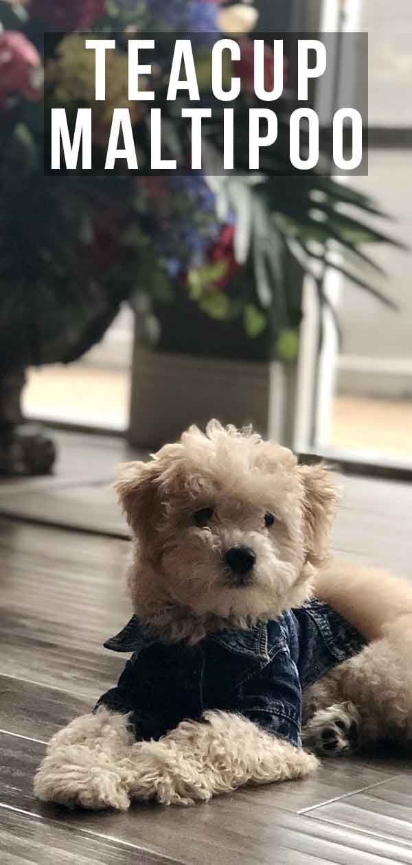 teacup maltipoo