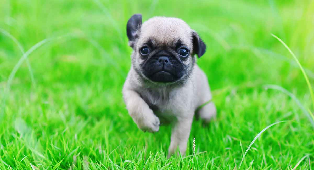 baby pugs playing