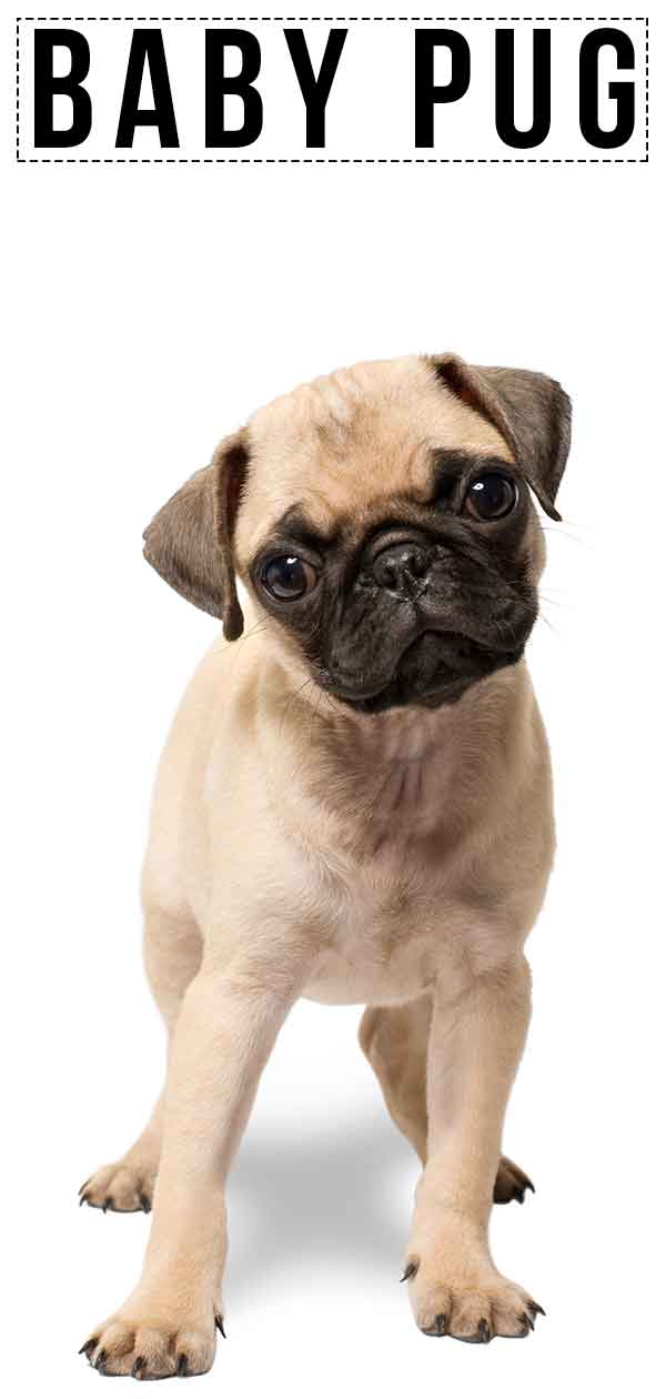 Baby Pug A Guide To How Your Pup Will Grow And Develop