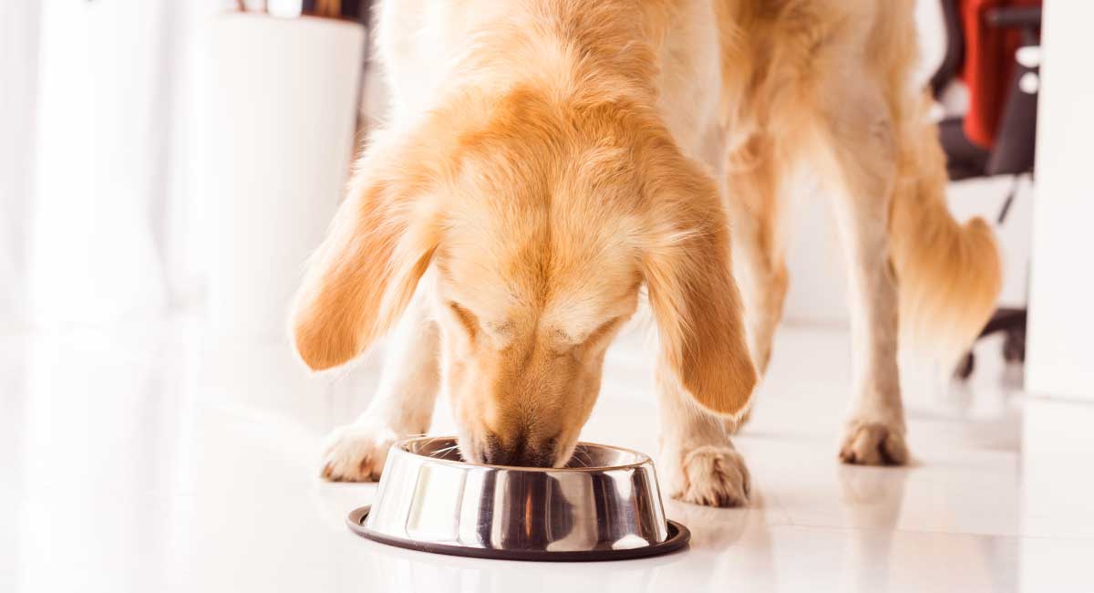 golden retriever eating food