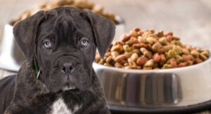 best food for cane corso puppy