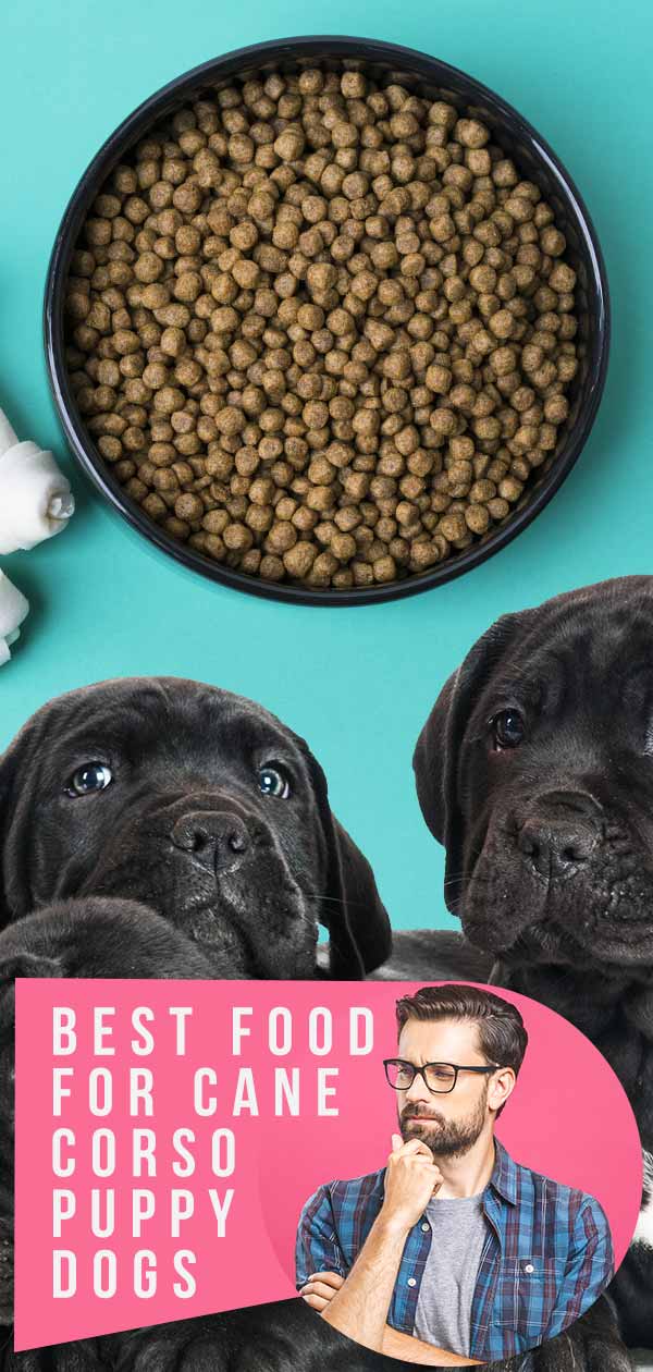 Best Puppy Food For Cane Corso Review And Tips To Help You