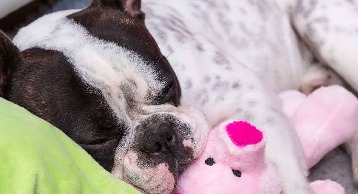 Best Toys For French Bulldogs