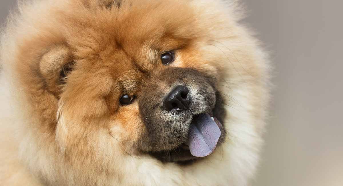 a dog looks like a bear