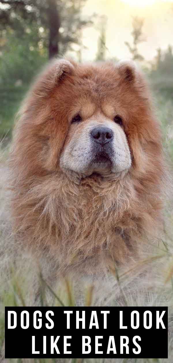 big furry dogs that look like bears