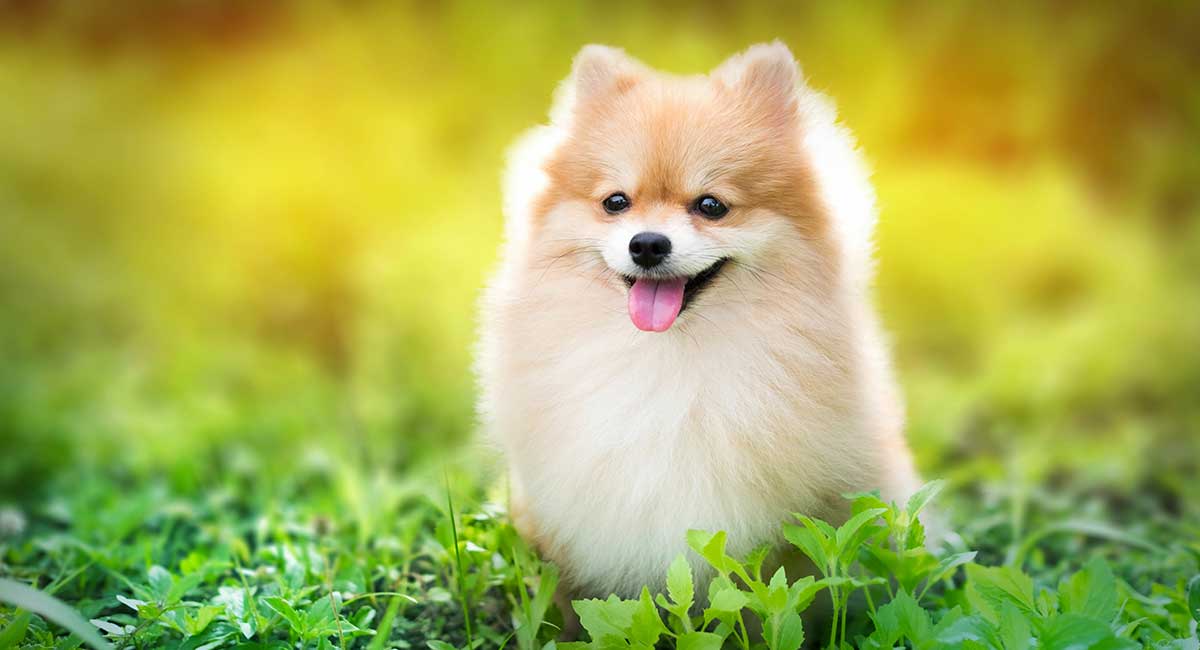 fluffy puppy walking puppy