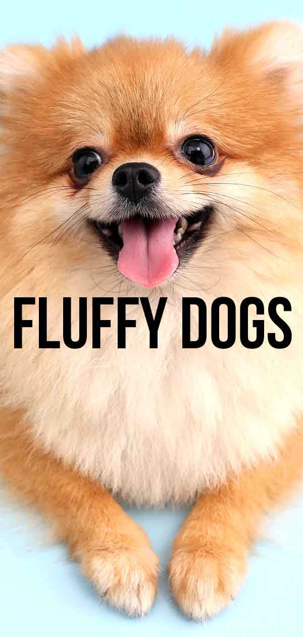 cute little fluffy dogs