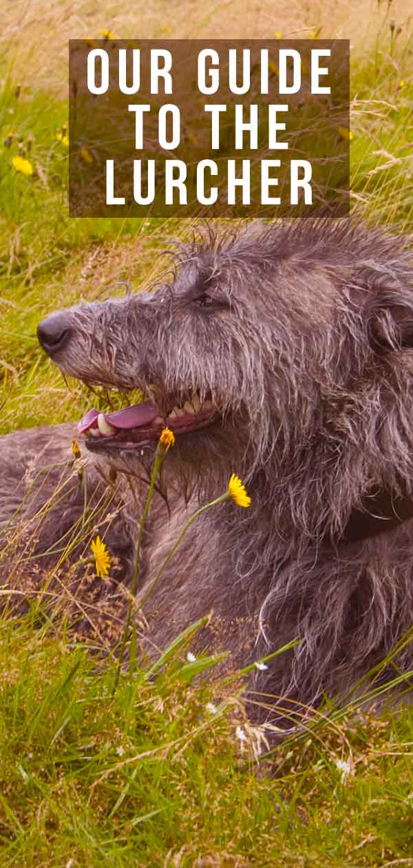 how much exercise does a lurcher need everyday