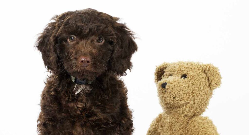 springer spaniel poodle mix