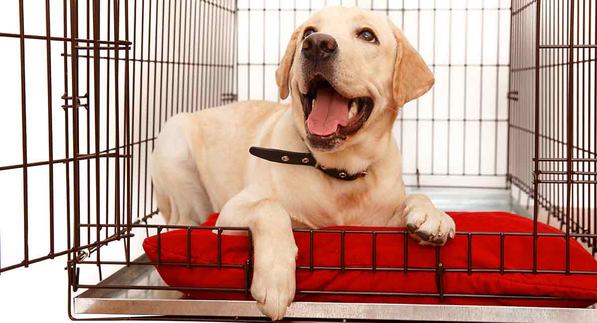 What Size Crate For A Lab The Ideal Dimensions For Different Ages