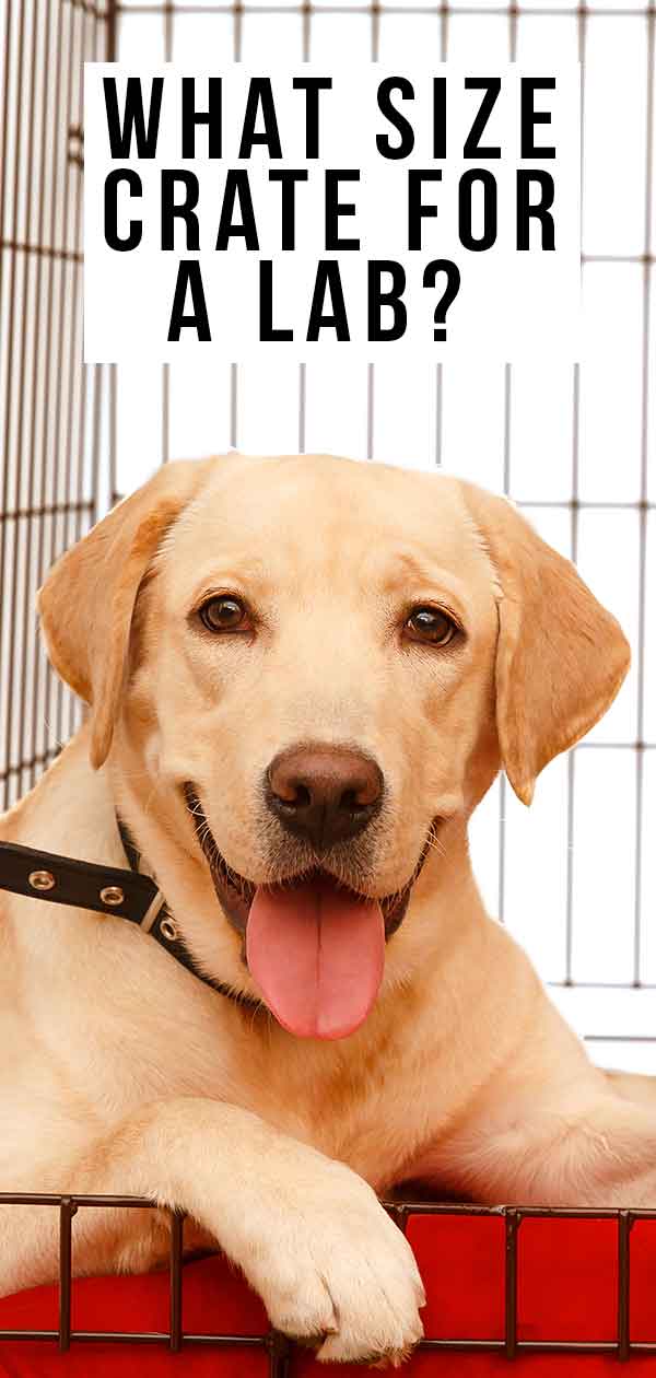 labrador car crate