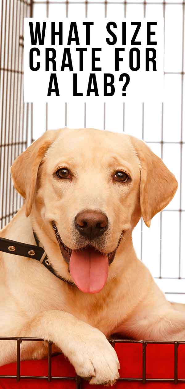 What Size Crate For A Lab The Ideal Dimensions For Different Ages