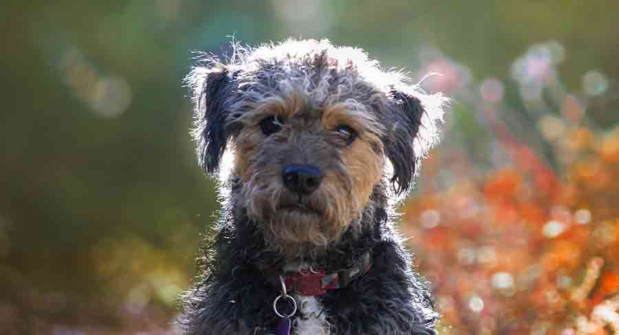 black teacup yorkie poo