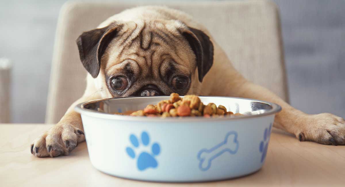 best food for pugs with skin allergies