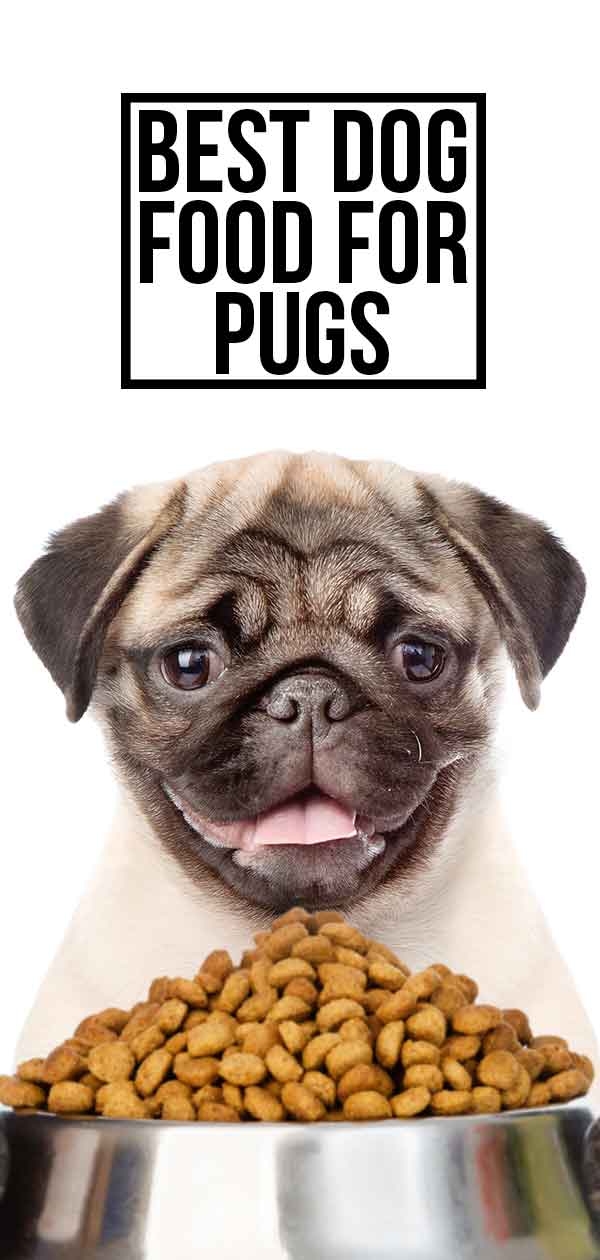 what is a pugs favorite food