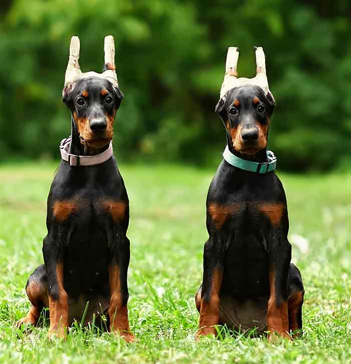two doberman puppies with ears taped