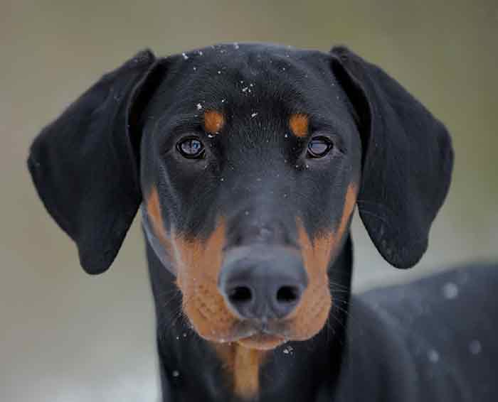 do dobermans ears stand all the time