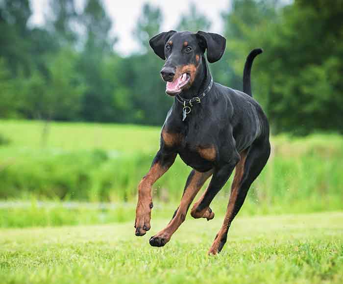 Happy Doberman with uncropped ears and tail