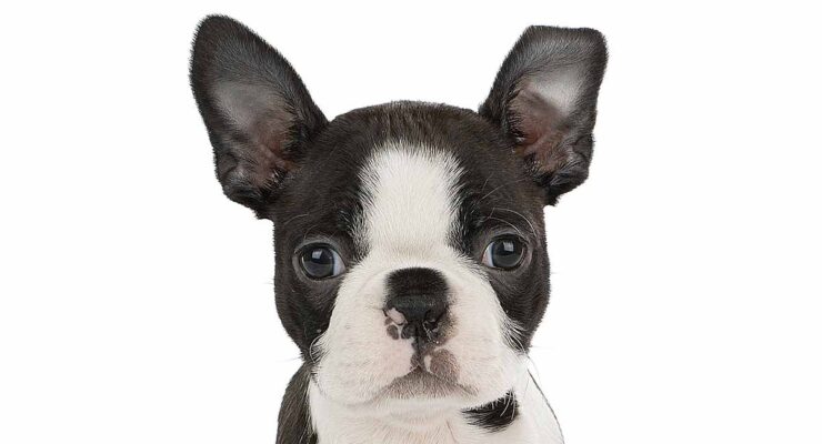 8 Week Old Boston Terrier - What To Expect From Your New Pet