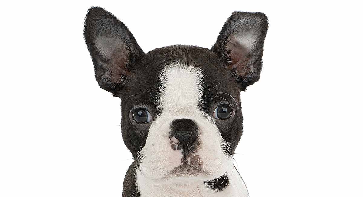 8 week old boston terrier