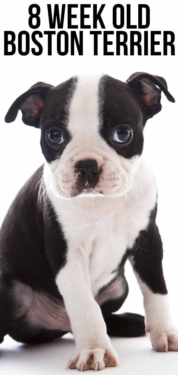 8 week old boston terrier