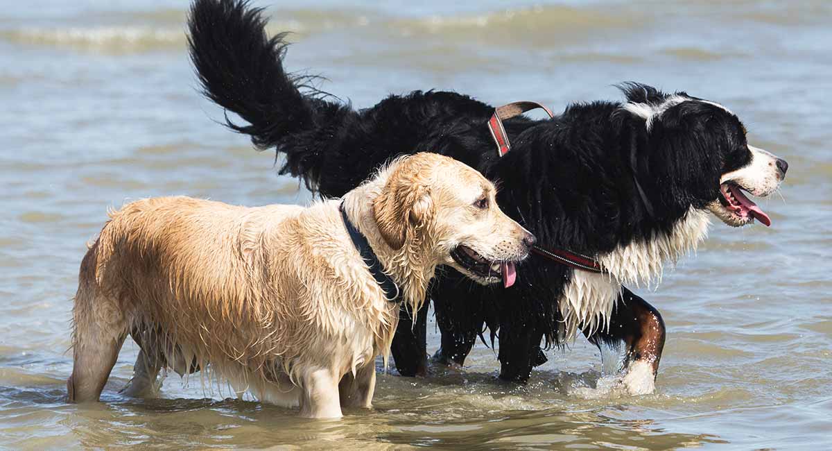 golden retriever mountain dog mix