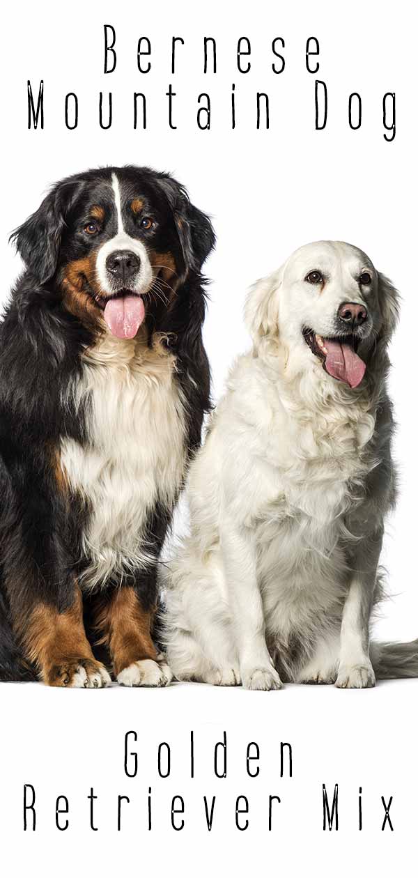 Bernese Mountain Dog Golden Retriever Mix - The Golden Mountain Dog