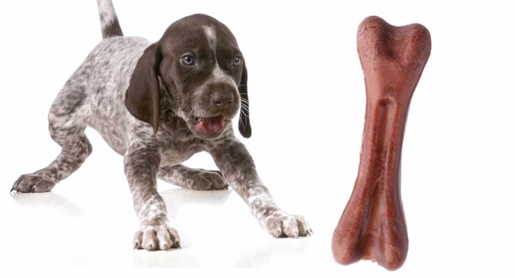 German Shorthaired Pointer Names You and Your Dog Will Love