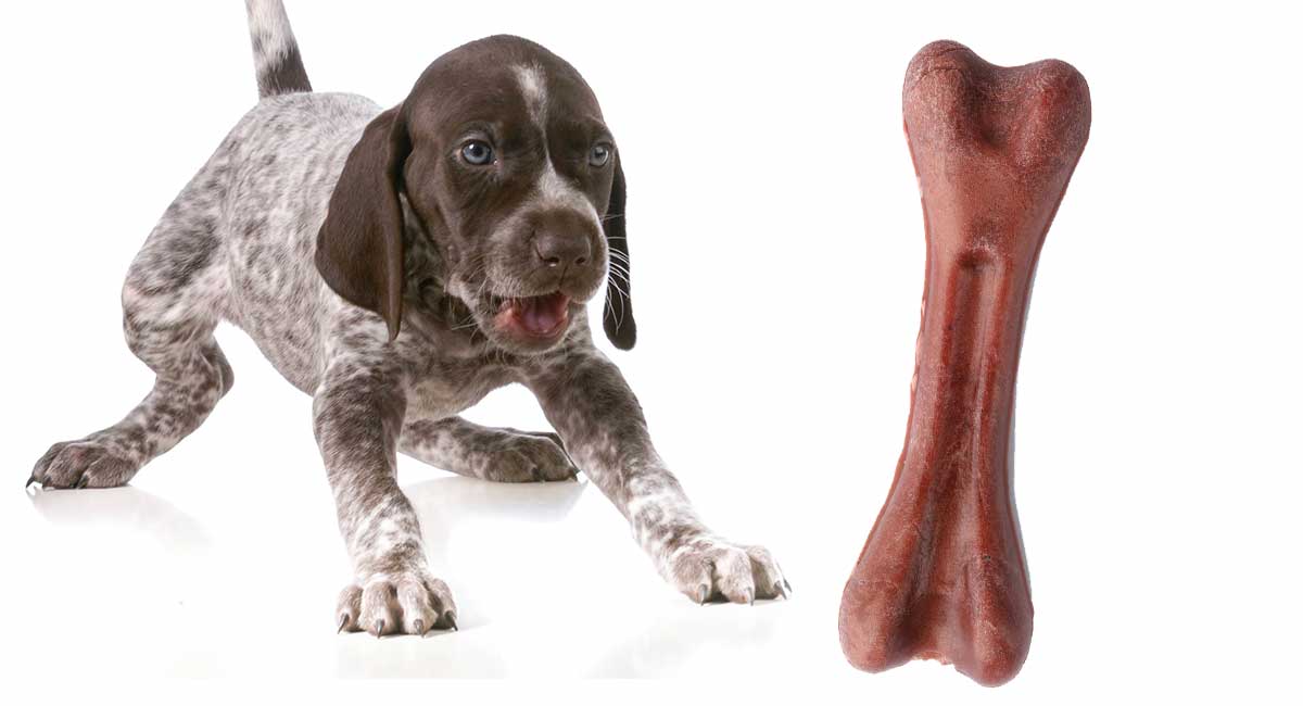 Best Chew Toys For German Shorthaired Pointer Dogs And Puppies