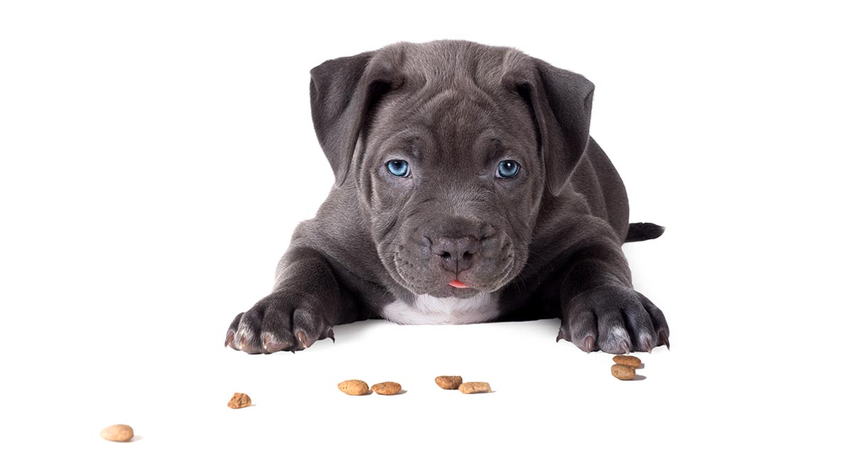 best dog food for older pitbulls