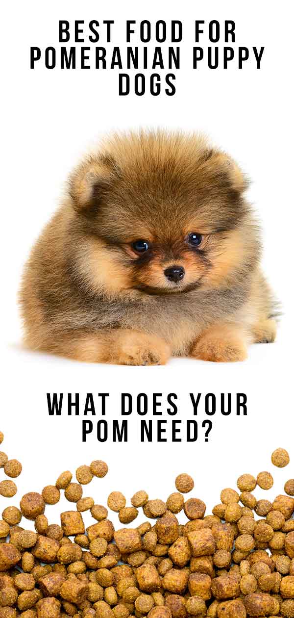 Best Food For Pomeranian Puppy Dogs What To Feed Your Pom Puppy