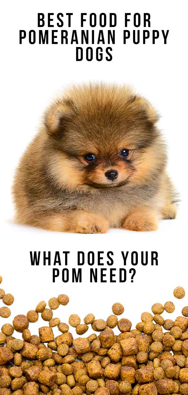 Pomeranian Puppy Feeding Chart