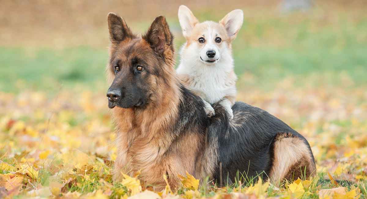 biggest german shepherd breed