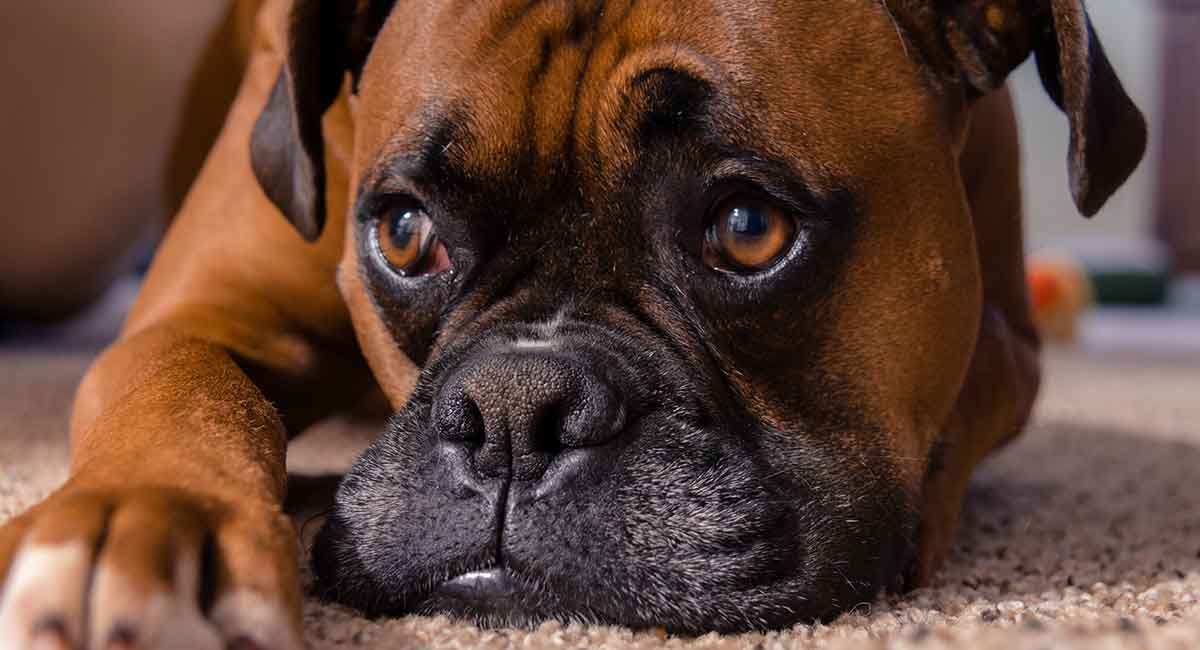 do boxers have naturally docked tails