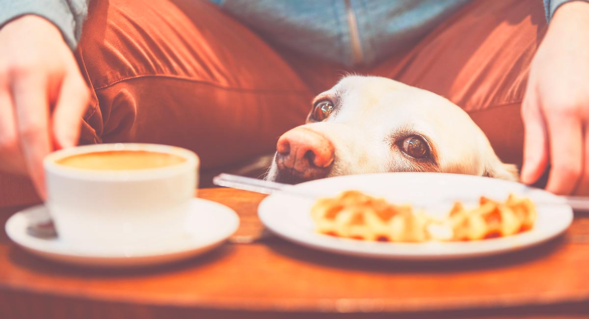 Can Dogs Drink Coffee Creamer