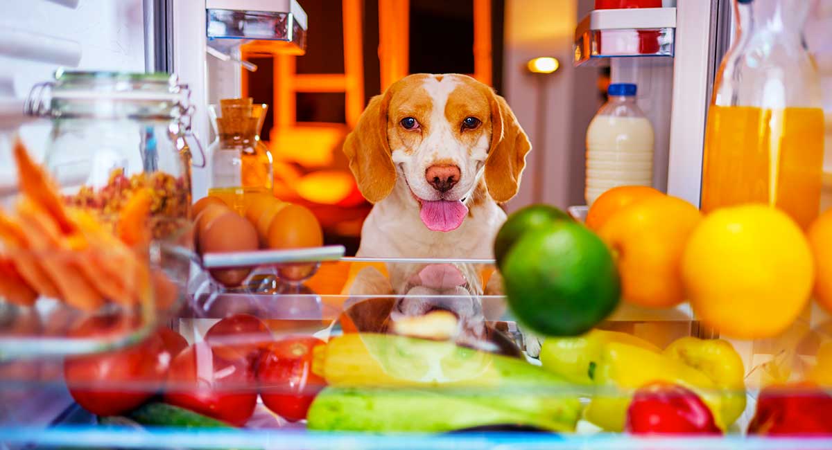 natural supplement to increase dog's appetite