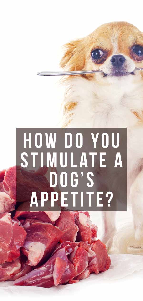 Is Your Dog A Picky Eater How Do You Stimulate A Dog S Appetite