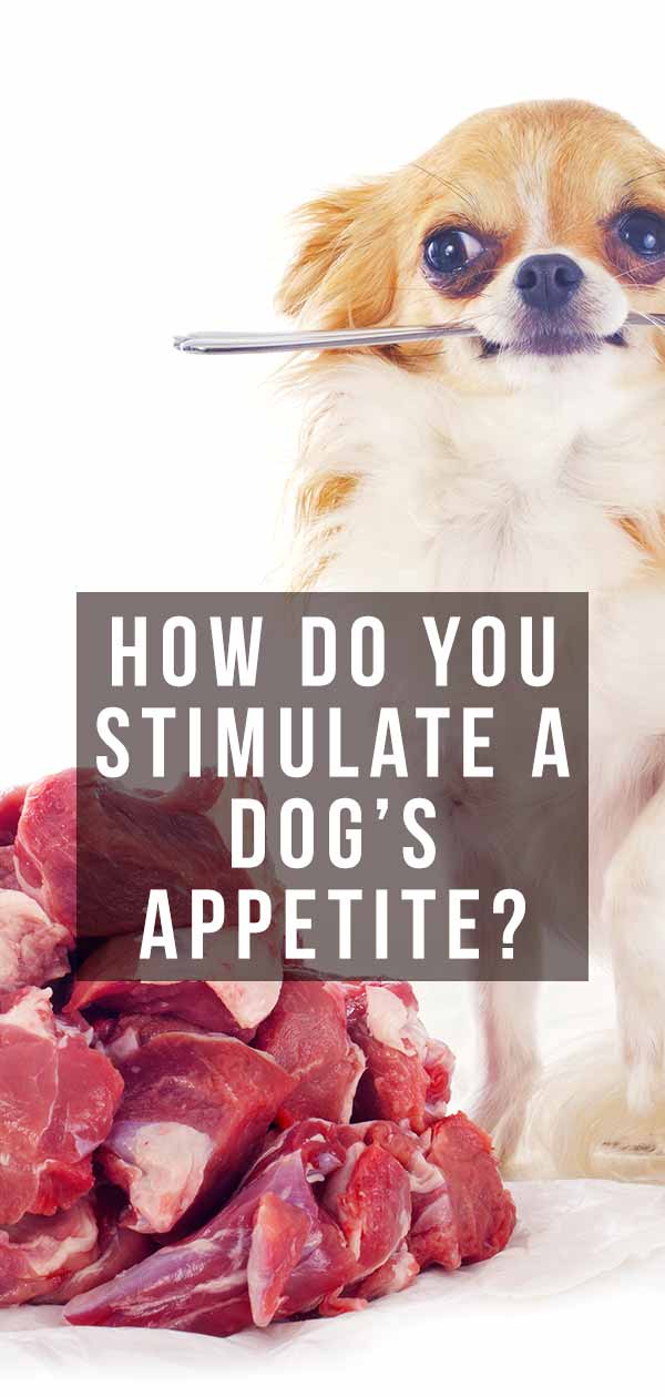 Is Your Dog a Picky Eater? How Do You Stimulate a Dog’s Appetite?