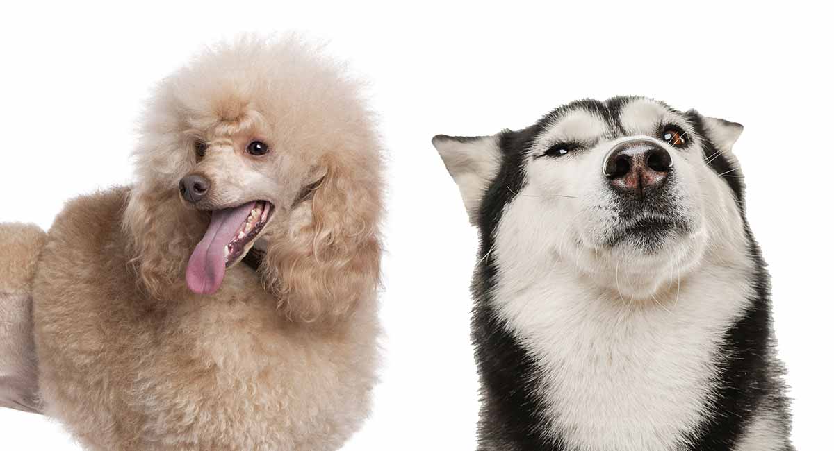 are husky poodles hypoallergenic