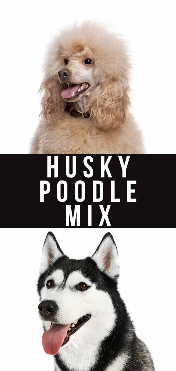 Husky Poodle Mix Breed Information - A Guide To The Huskydoodle Dog