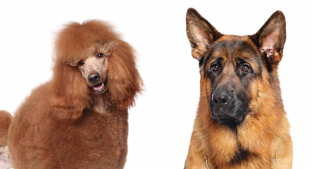 Shepadoodle Dog Breed Traits, Health and Care