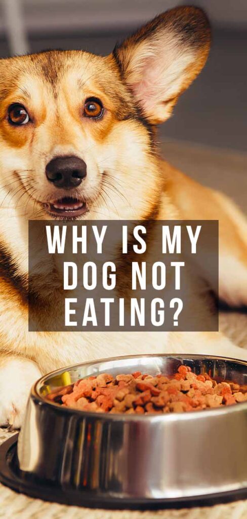 why-is-my-dog-not-eating-and-what-should-i-do-about-it