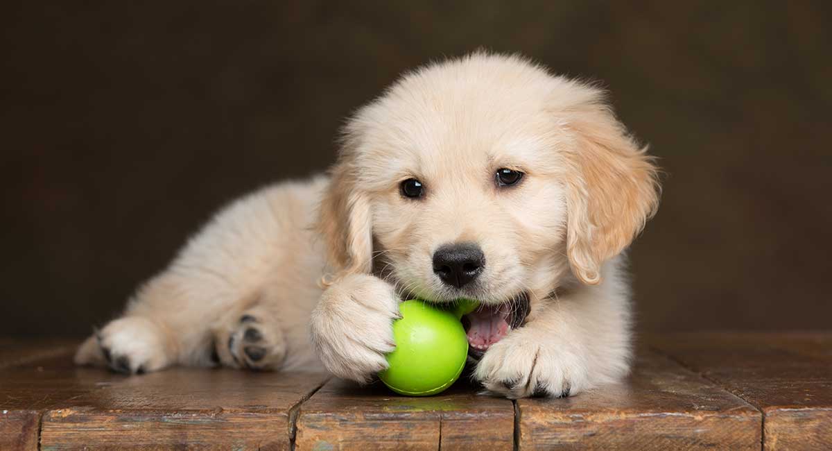 golden retriever puppy doll